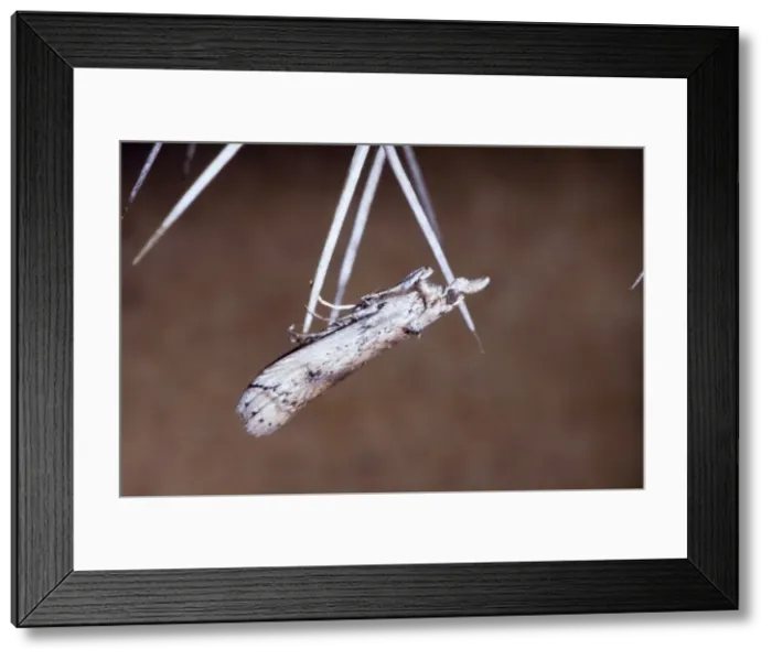 Framed Print : Prickly Pear Moth - Adult resting on spine of prickly pear. Introduced from South America to control prickly pear (Opuntia) infestations. Occurs in Valley Bushveld and other arid areas where prickly pears occur Framed Print : Prickly Pear Moth - Adult resting on spine of prickly pear. Introduced from South America to control prickly pear (Opuntia) infestations. Occurs in Valley Bushveld and other arid areas where prickly pears occur