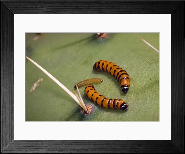 Framed Print : Prickly Pear Moth - Mature and young larvae on cladode of prickly pear. Larvae bore into and feed on cactus pads, killing them. Introduced from South America to control prickly pear (Opuntia) infestations Framed Print : Prickly Pear Moth - Mature and young larvae on cladode of prickly pear. Larvae bore into and feed on cactus pads, killing them. Introduced from South America to control prickly pear (Opuntia) infestations