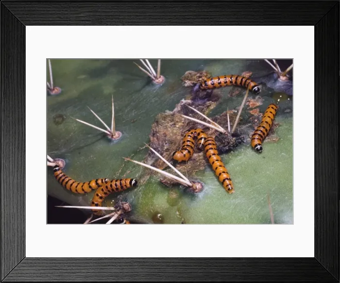 Framed Print : Mature Prickly Pear Moth larvae on cladode of prickly pear. Larvae bore into and feed on cactus pads, killing them. Introduced from South America to control prickly pear (Opuntia) infestations Framed Print : Mature Prickly Pear Moth larvae on cladode of prickly pear. Larvae bore into and feed on cactus pads, killing them. Introduced from South America to control prickly pear (Opuntia) infestations