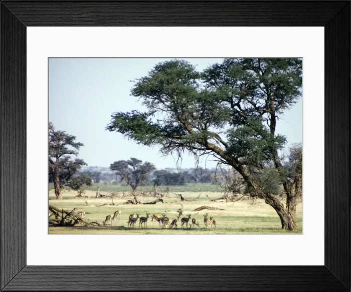 Framed Print : Herd of springbok resting in shade of camelthorn. Wide habitat tolerance, inhabiting savanna to desert. Kgalagadi Transfrontier Park, Northern Cape, South Africa Framed Print : Herd of springbok resting in shade of camelthorn. Wide habitat tolerance, inhabiting savanna to desert. Kgalagadi Transfrontier Park, Northern Cape, South Africa