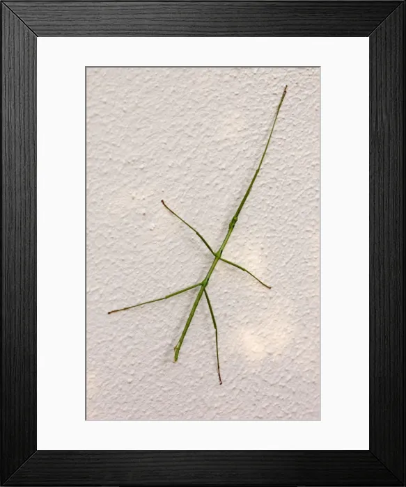Framed Print : Stick insect at rest on wall during day. Nocturnal herbivore relying on camouflage as protection from predators during day. Eggs laid on ground. Grahamstown, Eastern Cape, South Africa Framed Print : Stick insect at rest on wall during day. Nocturnal herbivore relying on camouflage as protection from predators during day. Eggs laid on ground. Grahamstown, Eastern Cape, South Africa
