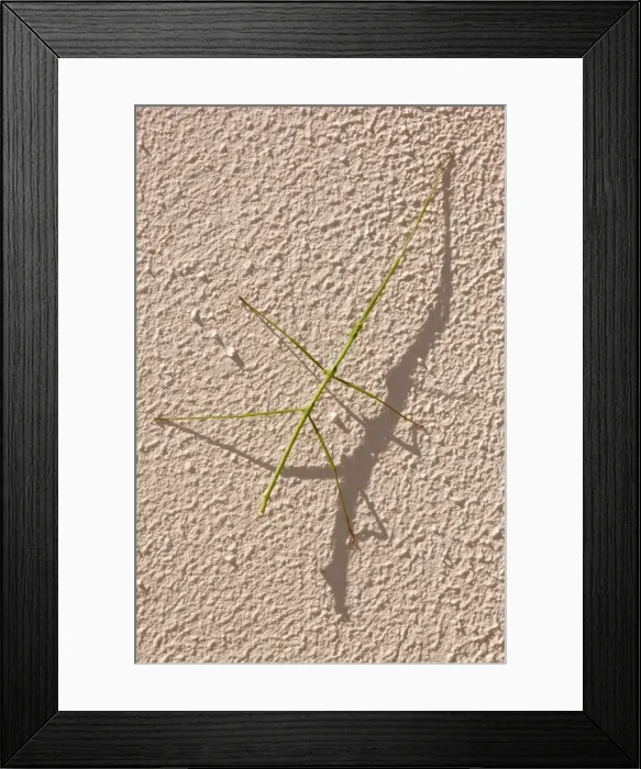 Framed Print : Stick insect at rest on wall during day. Nocturnal herbivore relying on camouflage as protection from predators during day. Eggs laid on ground. Grahamstown, Eastern Cape, South Africa. Bacillidae: Phasmatodea Framed Print : Stick insect at rest on wall during day. Nocturnal herbivore relying on camouflage as protection from predators during day. Eggs laid on ground. Grahamstown, Eastern Cape, South Africa. Bacillidae: Phasmatodea