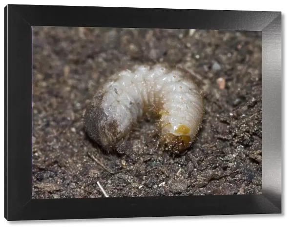 Characteristic C-shaped white grub larva of flower chafer; feeds on plant roots, compost and other rotting vegetation. Adults nocturnal, attracted to lights, feeding on flowers and foliage