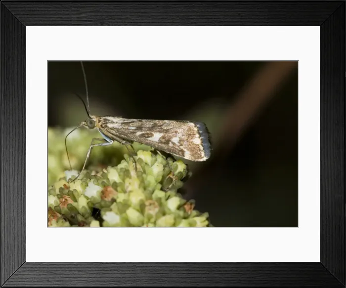 Framed Print : Karoo moth - Adult visiting flower of plakkiebos (Crassula cultrata). Occur on vegetation in large numbers, often during the day, visiting flowers to feed on pollen. Inhabits drier regions, especially succulent karoo and grassland Framed Print : Karoo moth - Adult visiting flower of plakkiebos (Crassula cultrata). Occur on vegetation in large numbers, often during the day, visiting flowers to feed on pollen. Inhabits drier regions, especially succulent karoo and grassland