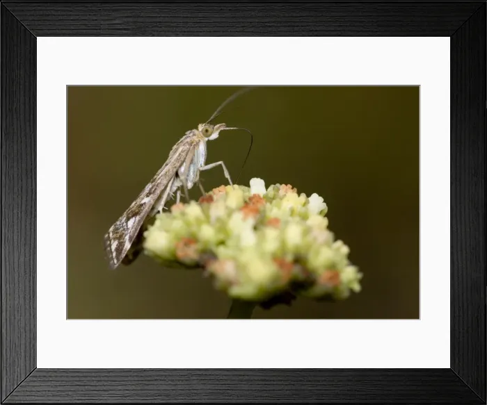 Framed Print : Adult Karoo moth visiting flower of plakkiebos (Crassula cultrata). Occur on vegetation in large numbers, often during the day, visiting flowers to feed on pollen. Inhabits drier regions, especially succulent karoo and grassland Framed Print : Adult Karoo moth visiting flower of plakkiebos (Crassula cultrata). Occur on vegetation in large numbers, often during the day, visiting flowers to feed on pollen. Inhabits drier regions, especially succulent karoo and grassland