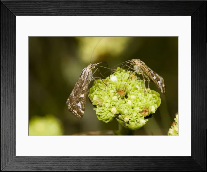 Framed Print : Adult Karoo moth visiting flower of plakkiebos (Crassula cultrata). Occur on vegetation in large numbers, often during the day, visiting flowers to feed on pollen. Inhabits drier regions, especially succulent karoo and grassland