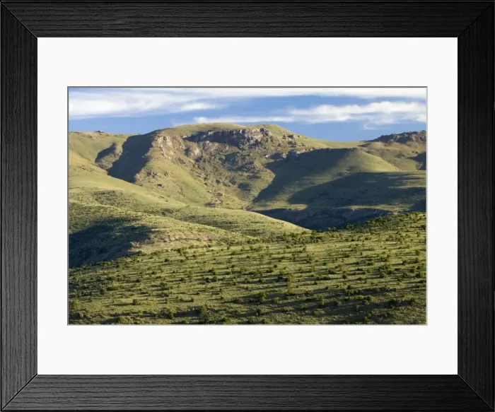 Framed Print : Mountain Zebra National Park - Evening light, Eastern Cape, South Africa Framed Print : Mountain Zebra National Park - Evening light, Eastern Cape, South Africa