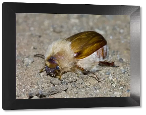 woolly chafer - Adult. Feeds on vegetation, flying at dusk or night; attracted to lights. Fur covering insulates beetle from cold, enabling it to remain active longer into the night