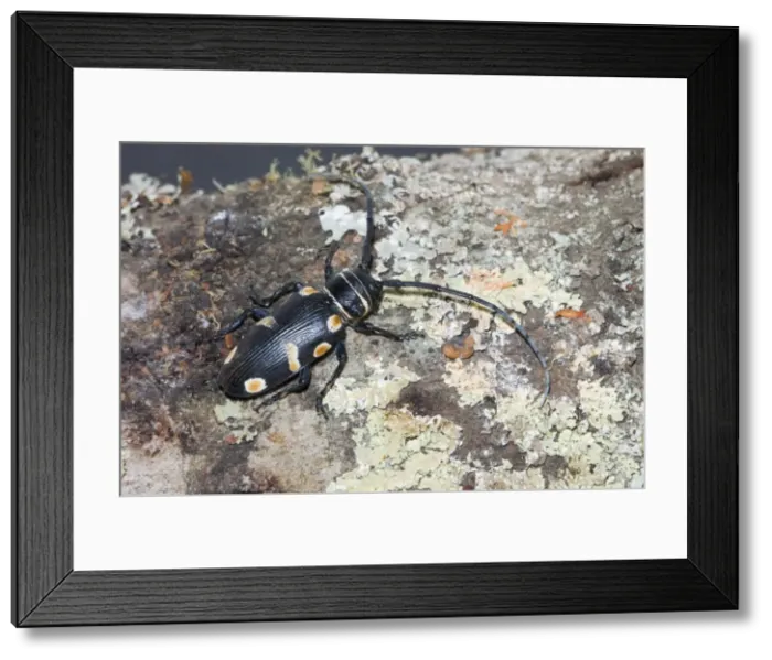 Framed Print : Orange-eyed Longhorn. Occurs on flowers, especially Acacia species, feeding on pollen and nectar. Diurnal. Larvae feed while burrowing in wood. Occurs in Namaqualand and along southern and eastern coastline of South Africa Framed Print : Orange-eyed Longhorn. Occurs on flowers, especially Acacia species, feeding on pollen and nectar. Diurnal. Larvae feed while burrowing in wood. Occurs in Namaqualand and along southern and eastern coastline of South Africa