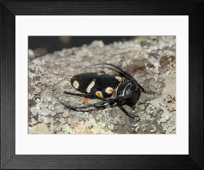 Framed Print : Orange-eyed Longhorn. Occurs on flowers, especially Acacia species, feeding on pollen and nectar. Diurnal. Larvae feed while burrowing in wood. Occurs in Namaqualand and along southern and eastern coastline of South Africa Framed Print : Orange-eyed Longhorn. Occurs on flowers, especially Acacia species, feeding on pollen and nectar. Diurnal. Larvae feed while burrowing in wood. Occurs in Namaqualand and along southern and eastern coastline of South Africa