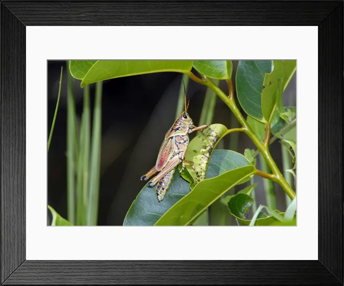 Framed Print : South-eastern Lubber Grasshopper. Flightless. Occurs along roadsides, field edges and in gardens feeding on various herbaceous plants. Foul-smelling fluid exuded if handled; distasteful to predators Framed Print : South-eastern Lubber Grasshopper. Flightless. Occurs along roadsides, field edges and in gardens feeding on various herbaceous plants. Foul-smelling fluid exuded if handled; distasteful to predators