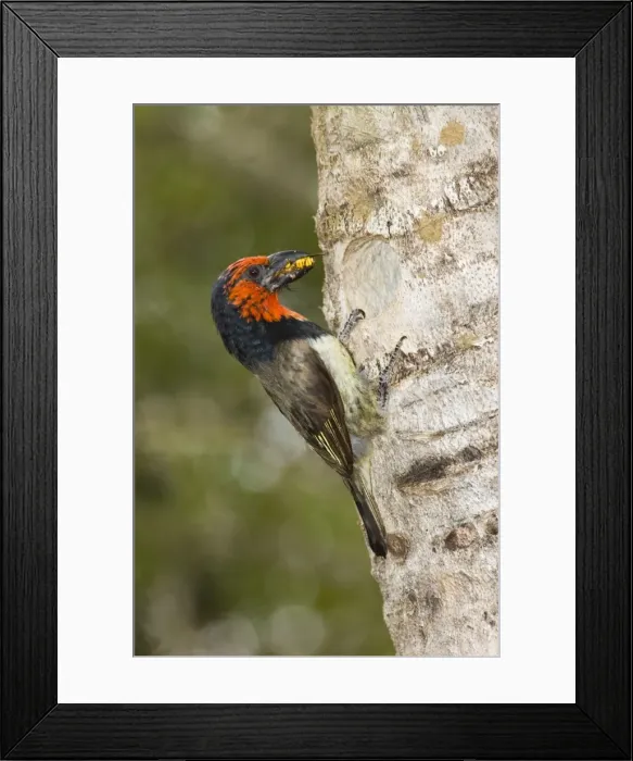 Framed Print : Black-collared Barbet bringing insect to young in nest in nesting box made from sisal stem. Sings synchronised duets. Frugivorous, also taking insects. Inhabits woodland, riparian and coastal dune forests Framed Print : Black-collared Barbet bringing insect to young in nest in nesting box made from sisal stem. Sings synchronised duets. Frugivorous, also taking insects. Inhabits woodland, riparian and coastal dune forests
