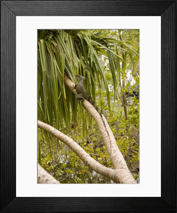 Framed Print : Green Iguana. Docile, herbivorous lizard feeding on foliage, flowers, fruit, also insects, lizards, other small animals, nestlings and birds eggs. Bask in open areass. Introduced from Central and South America Framed Print : Green Iguana. Docile, herbivorous lizard feeding on foliage, flowers, fruit, also insects, lizards, other small animals, nestlings and birds eggs. Bask in open areass. Introduced from Central and South America