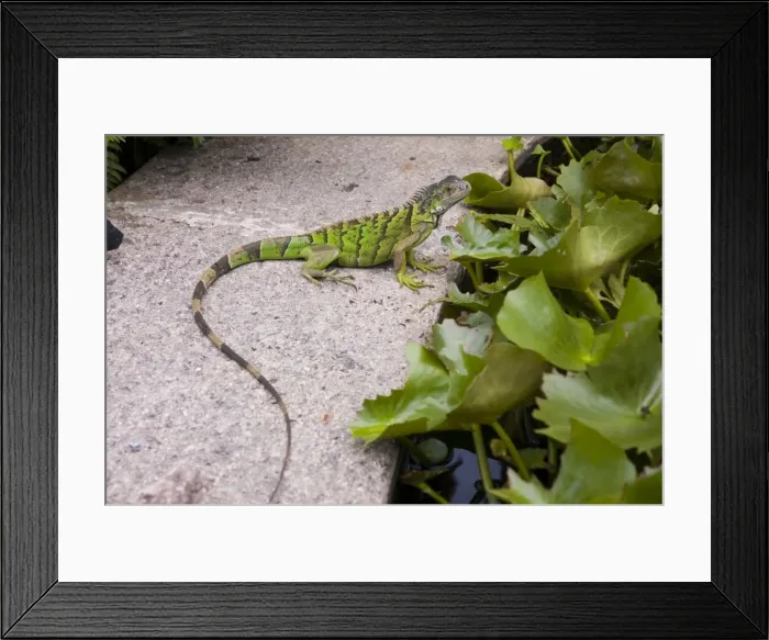 Framed Print : Green Iguana - Young. Docile vegetarian able to run upright on hindlegs. Feeds on foliage, flowers, fruit, also insects, lizards, other small animals, nestlings and birds eggs Framed Print : Green Iguana - Young. Docile vegetarian able to run upright on hindlegs. Feeds on foliage, flowers, fruit, also insects, lizards, other small animals, nestlings and birds eggs