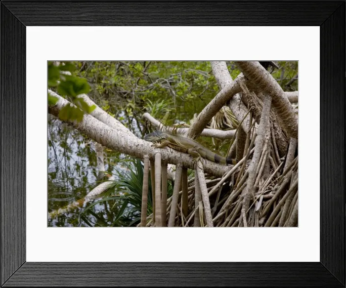 Framed Print : Green Iguana. Docile, herbivorous lizard feeding on foliage, flowers, fruit, also insects, lizards, other small animals, nestlings and birds eggs. Bask in open areass. Introduced from Central and South America Framed Print : Green Iguana. Docile, herbivorous lizard feeding on foliage, flowers, fruit, also insects, lizards, other small animals, nestlings and birds eggs. Bask in open areass. Introduced from Central and South America