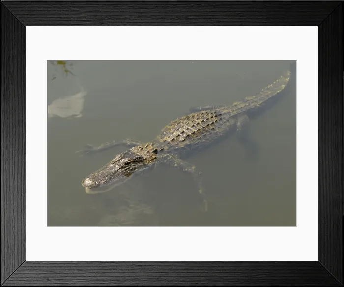 Framed Print : American Alligator. Inhabits ponds, swamps, rivers, freshwater and brackish marshes, mangroves and canals. Usually docile except when surprised or approached closely, especiall near nest. Shark Valley, Everglades National park, Florida, USA Framed Print : American Alligator. Inhabits ponds, swamps, rivers, freshwater and brackish marshes, mangroves and canals. Usually docile except when surprised or approached closely, especiall near nest. Shark Valley, Everglades National park, Florida, USA