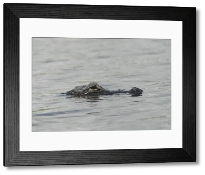 Framed Print : American Alligator. - Mostly submerged in water. Inhabits ponds, swamps, rivers, freshwater and brackish marshes, mangroves and canals. Usually docile except when surprised or approached closely, especially near nest Framed Print : American Alligator. - Mostly submerged in water. Inhabits ponds, swamps, rivers, freshwater and brackish marshes, mangroves and canals. Usually docile except when surprised or approached closely, especially near nest