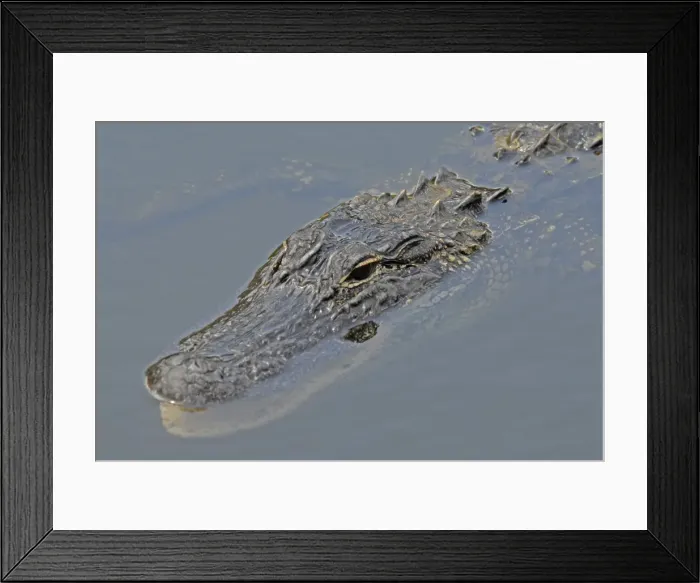 Framed Print : American Alligator. In water. Inhabits ponds, swamps, rivers, freshwater and brackish marshes, mangroves and canals. Usually docile except when surprised or approached closely, especially near nest. Everglades, Fort Lauderdale, Florida, USA