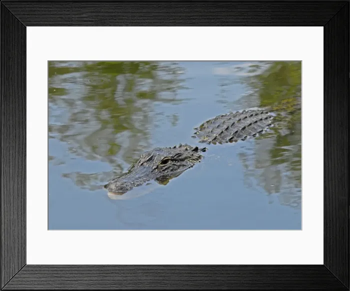 Framed Print : American Alligator - Submerged in water, just showing head and back. Inhabits ponds, swamps, rivers, freshwater and brackish marshes, mangroves and canals. Usually docile except when surprised or approached closely, especially near nest Framed Print : American Alligator - Submerged in water, just showing head and back. Inhabits ponds, swamps, rivers, freshwater and brackish marshes, mangroves and canals. Usually docile except when surprised or approached closely, especially near nest