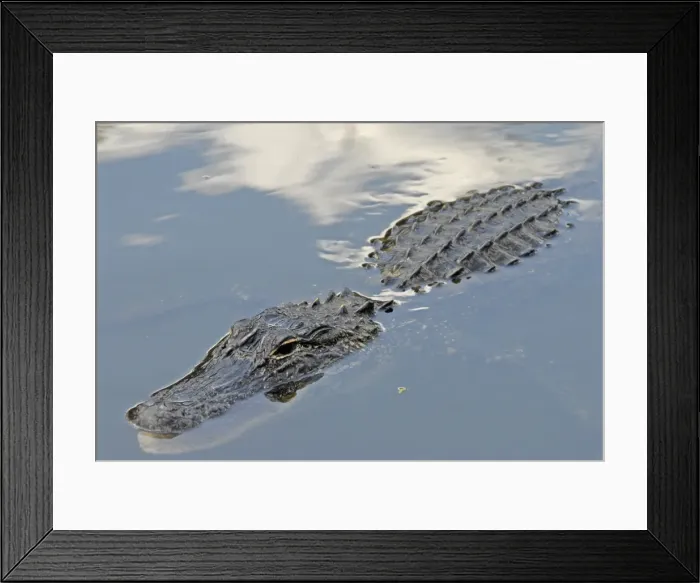 Framed Print : American Alligator - Submerged in water, just showing head and back. Inhabits ponds. Inhabits ponds, swamps, rivers, freshwater and brackish marshes, mangroves and canals Framed Print : American Alligator - Submerged in water, just showing head and back. Inhabits ponds. Inhabits ponds, swamps, rivers, freshwater and brackish marshes, mangroves and canals