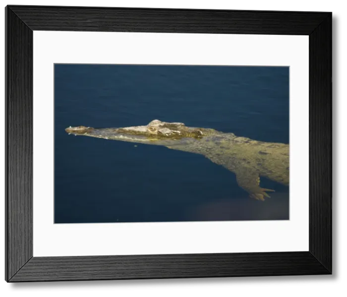 Framed Print : American Crocodile. In water. Inhabits fresh-and saltwater ponds, bays, salt marshes, brackish creeks and open ocean. Dangerous if surprised or approached closely, especiall near nest. Found in southern tip of Everglades, Florida Bay and Upper Keys Framed Print : American Crocodile. In water. Inhabits fresh-and saltwater ponds, bays, salt marshes, brackish creeks and open ocean. Dangerous if surprised or approached closely, especiall near nest. Found in southern tip of Everglades, Florida Bay and Upper Keys