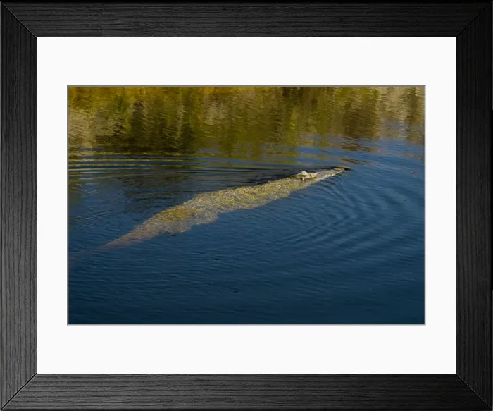 Framed Print : American Crocodile. Mostly submerged in water. Inhabits fresh-and saltwater ponds, bays, salt marshes, brackish creeks and open ocean. Dangerous if surprised or approached closely, especiall near nest Framed Print : American Crocodile. Mostly submerged in water. Inhabits fresh-and saltwater ponds, bays, salt marshes, brackish creeks and open ocean. Dangerous if surprised or approached closely, especiall near nest