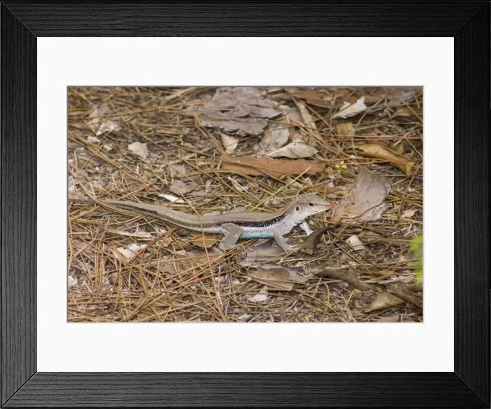 Framed Print : Blue-tail Lizard. Rand Nature Centre, Grand Bahama Island, Bahamas Framed Print : Blue-tail Lizard. Rand Nature Centre, Grand Bahama Island, Bahamas