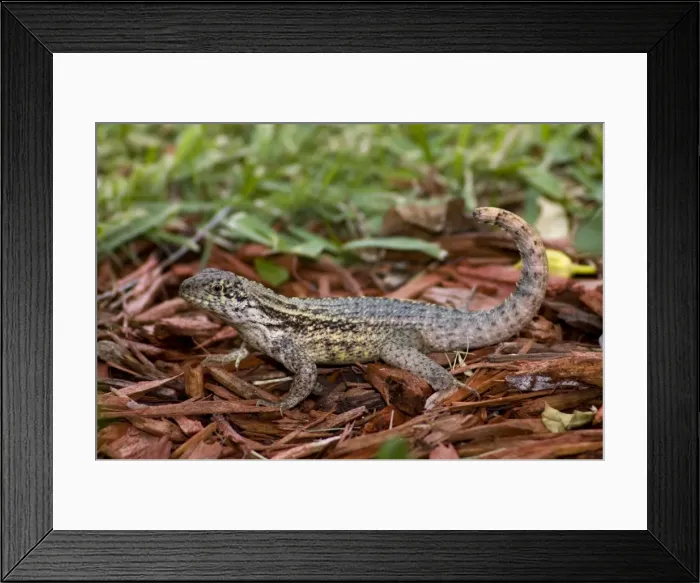 Framed Print : Curly-tailed Lizard with tail curled characteristically over back. Diurnal, inhabiting open woods, beaches and gardens. Introduced into Florida, USA. Grand Bahama Island, Bahamas