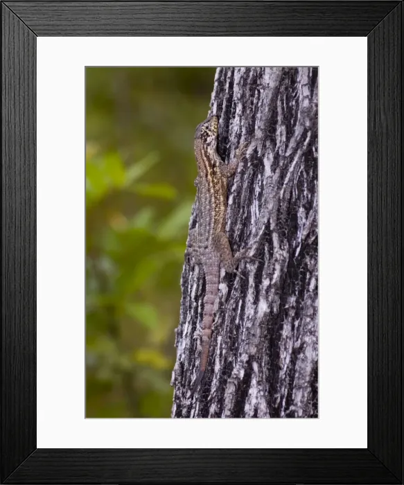 Framed Print : Curly-tailed Lizard resting on tree trunk. Diurnal, inhabiting open woods, beaches and gardens. Introduced into Florida, USA. Grand Bahama Island, Bahamas Framed Print : Curly-tailed Lizard resting on tree trunk. Diurnal, inhabiting open woods, beaches and gardens. Introduced into Florida, USA. Grand Bahama Island, Bahamas