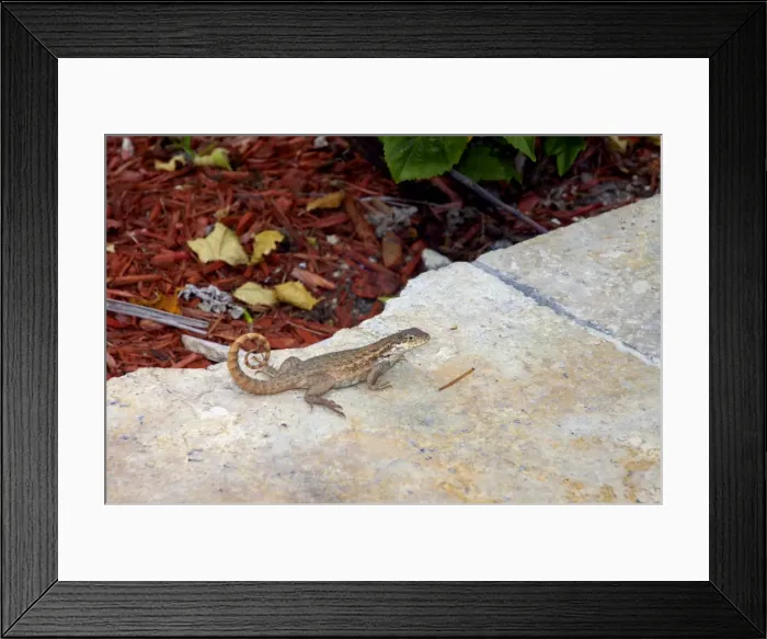Framed Print : Curly-tailed Lizard with tail curved characteristically over back on stone slab. Diurnal, inhabiting open woods, beaches and gardens. Introduced into Florida, USA. Grand Bahama Island, Bahamas Framed Print : Curly-tailed Lizard with tail curved characteristically over back on stone slab. Diurnal, inhabiting open woods, beaches and gardens. Introduced into Florida, USA. Grand Bahama Island, Bahamas