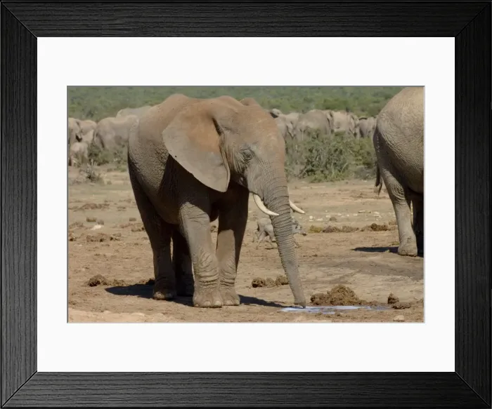 Framed Print : African Elephant scenting puddle of urine deposited by another herd member. Addo Elephant National Park, Eastern Cape, South Africa Framed Print : African Elephant scenting puddle of urine deposited by another herd member. Addo Elephant National Park, Eastern Cape, South Africa