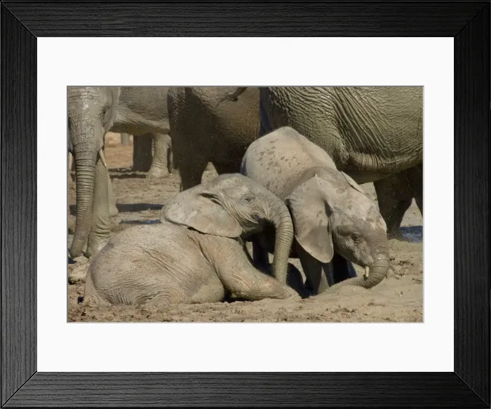 Framed Print : African Elephant calves playing in mud by waterhole. Addo Elephant National Park, Eastern Cape, South Africa Framed Print : African Elephant calves playing in mud by waterhole. Addo Elephant National Park, Eastern Cape, South Africa