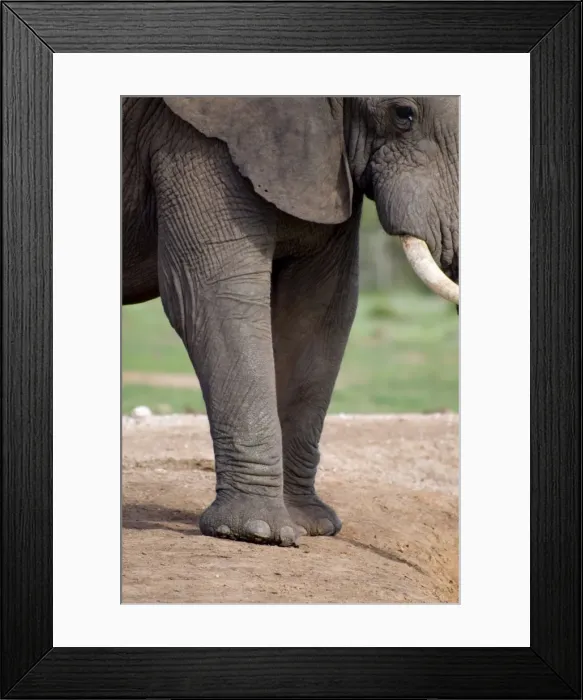Framed Print : African Elephant showing front feet and nails'. Addo Elephant National Park, Eastern Cape, South Africa Framed Print : African Elephant showing front feet and nails'. Addo Elephant National Park, Eastern Cape, South Africa