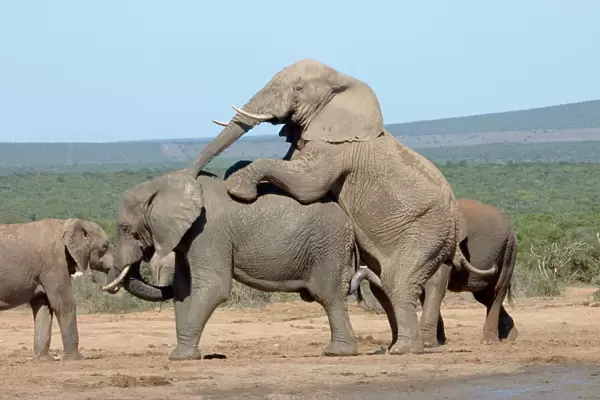African Elephant attempting to mate with another bull. Addo Elephant National Park, Eastern Cape, South Africa