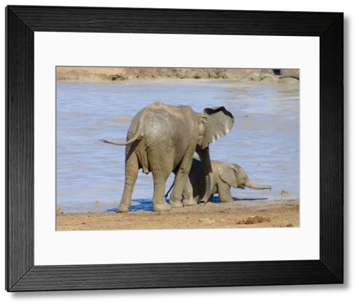Framed Print : African Elephant youngster supervising inquisitive calf. Also showing veins behind ear. Addo Elephant National Park, Eastern Cape, South Africa Framed Print : African Elephant youngster supervising inquisitive calf. Also showing veins behind ear. Addo Elephant National Park, Eastern Cape, South Africa
