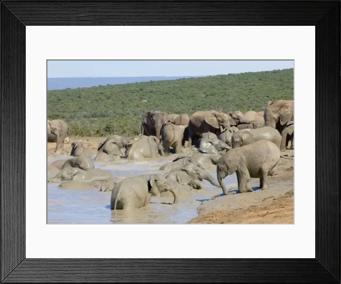 Framed Print : African Elephant - herd bathing in Hapoor waterhole. Addo Elephant National Park, Eastern Cape, South Africa Framed Print : African Elephant - herd bathing in Hapoor waterhole. Addo Elephant National Park, Eastern Cape, South Africa