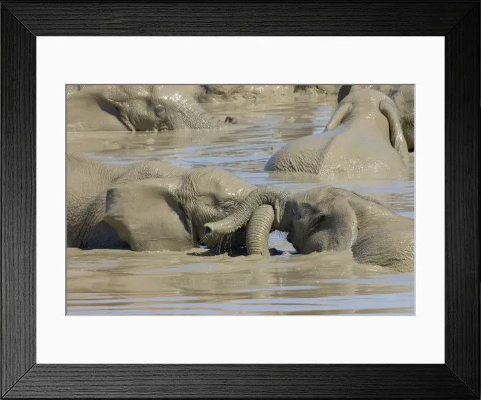 Framed Print : African Elephants trunk-wrestling while playing in waterhole. Addo Elephant National Park, Eastern Cape, South Africa Framed Print : African Elephants trunk-wrestling while playing in waterhole. Addo Elephant National Park, Eastern Cape, South Africa