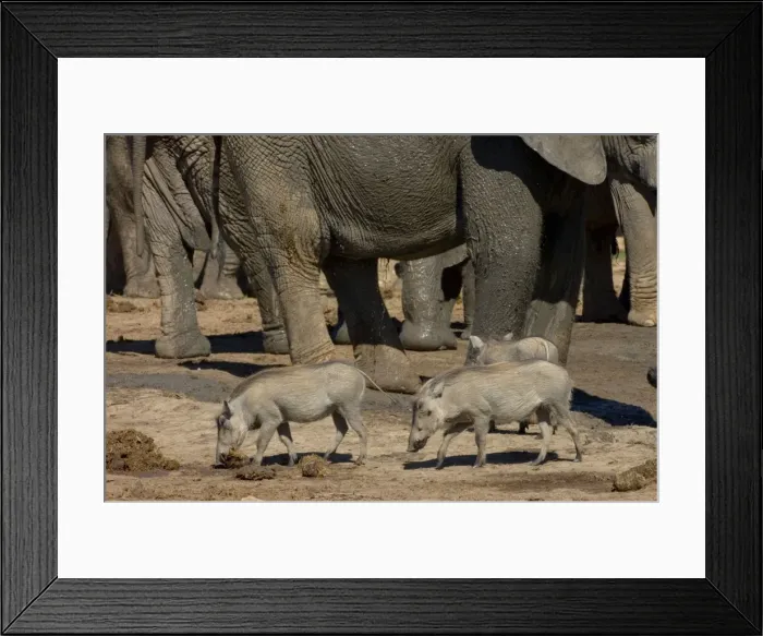 Framed Print : Warthog investigating elephant dung, dwarfed by elephants. Diurnal. Occurs widely in Northern and Southern Savanna. Addo Elephant National Park, Eastern Cape, South Africa Framed Print : Warthog investigating elephant dung, dwarfed by elephants. Diurnal. Occurs widely in Northern and Southern Savanna. Addo Elephant National Park, Eastern Cape, South Africa