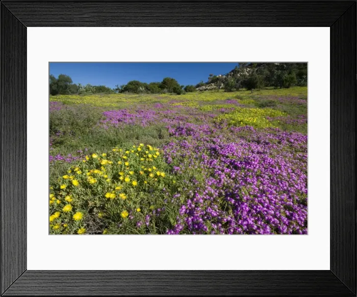 Framed Print : Mesembs - various species flowering after good rains. Helspoort, nr Grahamstown, Eastern Cape, South Africa Framed Print : Mesembs - various species flowering after good rains. Helspoort, nr Grahamstown, Eastern Cape, South Africa