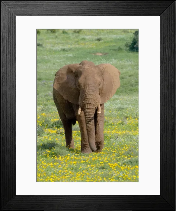 Framed Print : African Elephant - grazing amongst flowers after good rains. Addo Elephant National Park, Eastern Cape, South Africa Framed Print : African Elephant - grazing amongst flowers after good rains. Addo Elephant National Park, Eastern Cape, South Africa