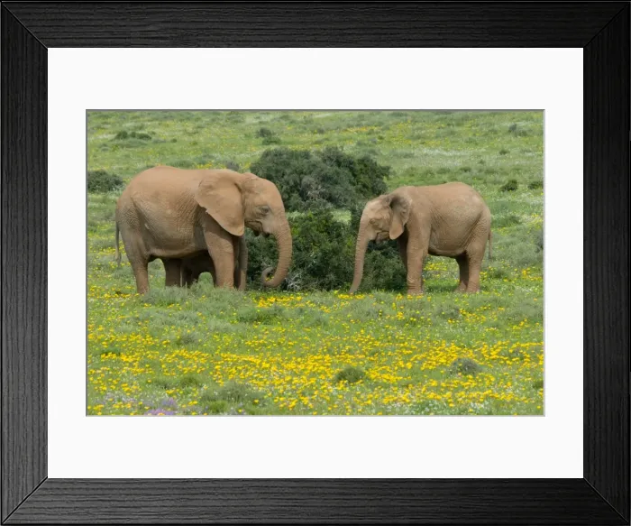 Framed Print : African Elephant - grazing amongst flowers after good rains. Addo Elephant National Park, Eastern Cape, South Africa Framed Print : African Elephant - grazing amongst flowers after good rains. Addo Elephant National Park, Eastern Cape, South Africa