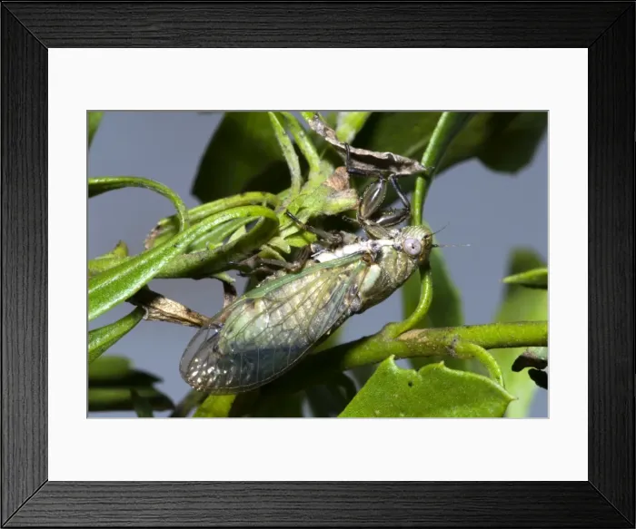 Framed Print : Bush  /  Bladder Cicada - Female, differing from male by its green coloration. Characteristic inflated abdomen. Occurs in valley bushveld, endemic to Eastern Cape of South Africa. Grahamstown, Eastern Cape, South Africa