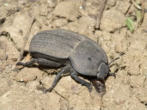 Darkling beetle on ground, where it feeds on plant litter. Sampling empty insect pupal case. Grahamstown, Eastern Cape, South Africa