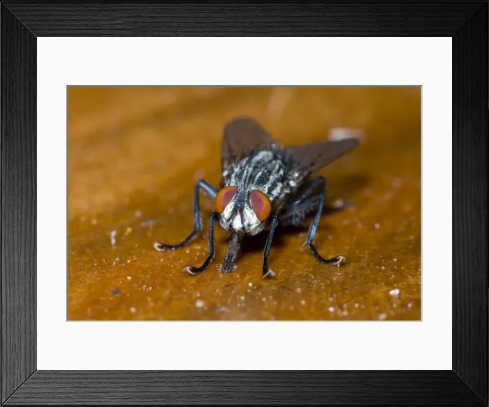 Framed Print : Flesh Fly, feeding on fruit juice spilt on table and showing extended proboscis. Breed in carrion and decaying vegetable matter. Grahamstown, Eastern Cape, South Africa Framed Print : Flesh Fly, feeding on fruit juice spilt on table and showing extended proboscis. Breed in carrion and decaying vegetable matter. Grahamstown, Eastern Cape, South Africa