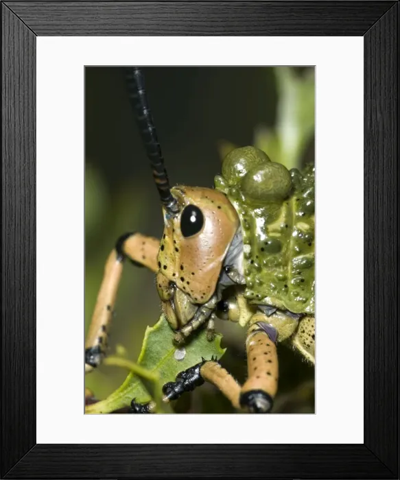 Framed Print : Green Mikweed locust close-up, showing mouthparts. Feeds on herbs and shrubs, sometimes damaging young citrus trees. Inhabits grassy areas. Gregarious, especially in nymphal stages. Grahamstown, Eastern Cape, South Africa Framed Print : Green Mikweed locust close-up, showing mouthparts. Feeds on herbs and shrubs, sometimes damaging young citrus trees. Inhabits grassy areas. Gregarious, especially in nymphal stages. Grahamstown, Eastern Cape, South Africa