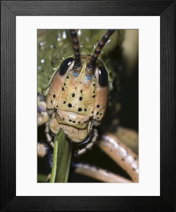 Framed Print : Green Milkweed locust close-up, showing mouthparts. Feeds on herbs and shrubs, sometimes damaging young citrus trees. Inhabits grassy areas. Gregarious, especially in nymphal stages. Grahamstown, Eastern Cape, South Africa Framed Print : Green Milkweed locust close-up, showing mouthparts. Feeds on herbs and shrubs, sometimes damaging young citrus trees. Inhabits grassy areas. Gregarious, especially in nymphal stages. Grahamstown, Eastern Cape, South Africa