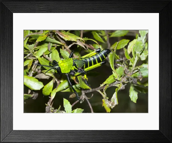 Framed Print : Green Milkweed locust nymph, showing warning colours. Red egg of parasitic fly (tachinid) visible between wing buds. Feeds on herbs and shrubs, sometimes damaging young citrus trees. Inhabits grassy areas. Gregarious, especially in nymphal stages Framed Print : Green Milkweed locust nymph, showing warning colours. Red egg of parasitic fly (tachinid) visible between wing buds. Feeds on herbs and shrubs, sometimes damaging young citrus trees. Inhabits grassy areas. Gregarious, especially in nymphal stages