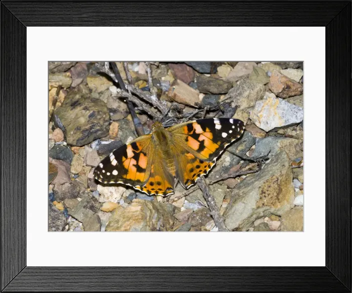 Framed Print : Painted Lady butterfly. Often settles on ground with wings open. Common cosmopolitan species, widespread in most habitats. Grahamstown, Eastern Cape, South Africa Framed Print : Painted Lady butterfly. Often settles on ground with wings open. Common cosmopolitan species, widespread in most habitats. Grahamstown, Eastern Cape, South Africa