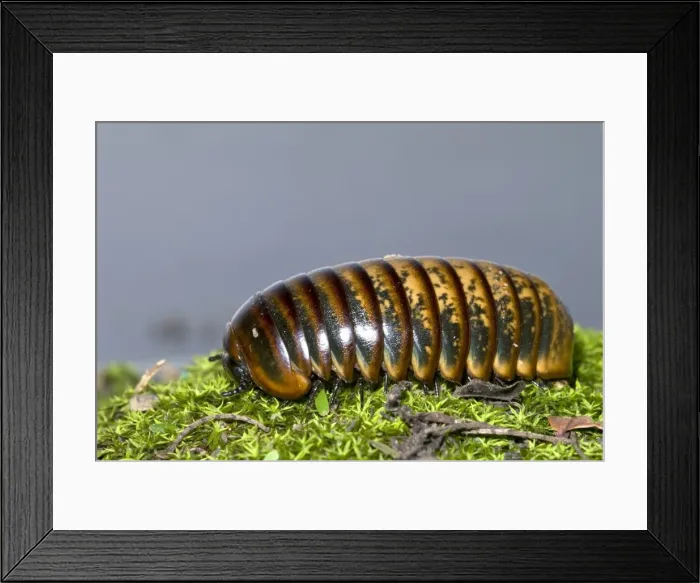 Framed Print : Pill Millipede crawling over moss. Emerge from resting places when humidity high after rainfall. Grahamstown, Eastern Cape, South Africa Framed Print : Pill Millipede crawling over moss. Emerge from resting places when humidity high after rainfall. Grahamstown, Eastern Cape, South Africa