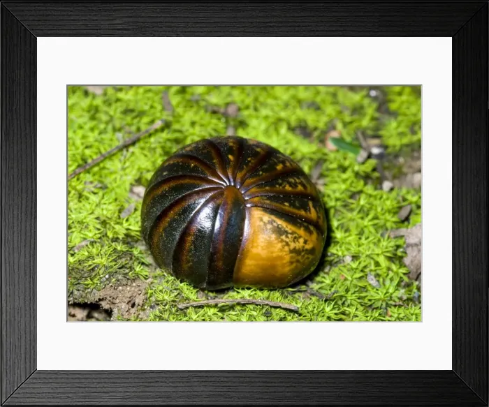 Framed Print : Pill Millipede rolled up in self defence. Emerge from resting places when humidity high after rainfall. Grahamstown, Eastern Cape, South Africa Framed Print : Pill Millipede rolled up in self defence. Emerge from resting places when humidity high after rainfall. Grahamstown, Eastern Cape, South Africa